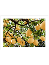 Abundance Of Lemons - Art Print